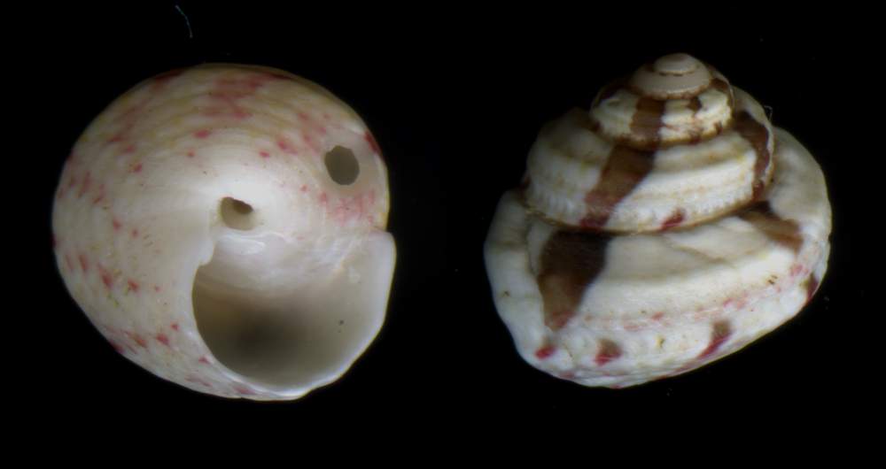 Gibbula guttadauri (Philippi, 1836)